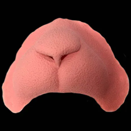 Black Label Latex Prosthetic: Cat Nose