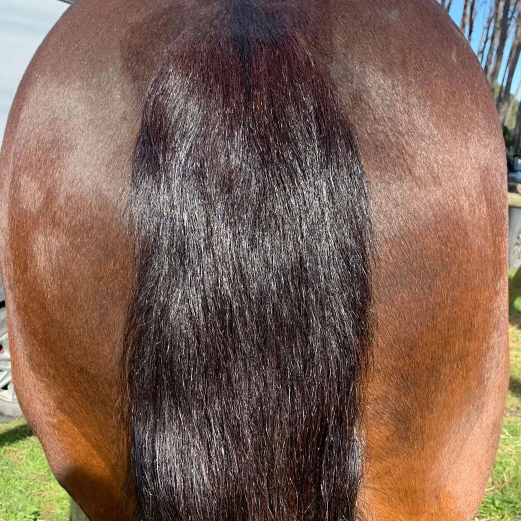 Eco Horse Detangle & Shine Spray